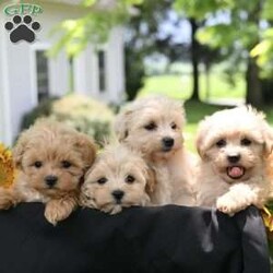 Marshal/Maltipoo									Puppy/Male	/May 11th, 2025,Our sweet Maltipoo puppies are looking for loving forever homes! These adorable little bundles of joy are a perfect mix of a 5-pound Toy Poodle mom and an 8-pound Maltese dad, giving them the best traits of both breeds—gentle, intelligent, and affectionate. They are family raised with lots of love and attention, making them well socialized and used to children and everyday household life.