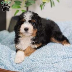 Rocky/Mini Bernedoodle									Puppy/Male	/16 Weeks,I’m Rocky! I’m an F1B Bernedoodle. It’s very nice to meet you. Are you looking for a lifelong companion? Look no further. I am here and just perfect for you. Trust me! I am very loyal, and I can make you smile with just the way I wag my tail. I have a wonderful disposition. Oh! Did I mention that I’m as healthy as can be? Oh, silly me! I’m up to date on my vaccinations and vet checked from head to tail. My parents are OFA Health Tested and Genetic Clear. Mom weights 60lbs and Dad 20lbs. My approximate adult weight would be 25-50lbs. I bet you are excited now, aren’t you? Well, call or text about me today!