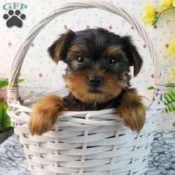 Mark/Yorkie									Puppy/Male	/8 Weeks,Meet your new BFF, Mark! This adorable Yorkie puppy is vet checked & up to date on shots & wormer. He is registered with the ACA, plus comes with a health guarantee provided by the breeder! Mark is well socialized & currently being family raised with children! If you would like more information on charming fella, please contact Glenn & Miriam Fox today!