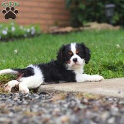 Nash/Cavalier King Charles Spaniel									Puppy/Male	/11 Weeks,Meet Nash, an absolutely stunning Cavalier with a heart full of charm! This little guy is truly one of a kind. With his soft coat, twinkling eyes, and irresistible puppy kisses, Nash is sure to win you over from the very first snuggle. He’s a big fan of tummy rubs, and will never turn down a good game of fetch. His playful ways are sure to bring a smile to your face. Raised with lots of love and care, Nash is well-socialized and ready to be your loyal sidekick wherever life takes you.