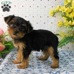 Mark/Yorkie									Puppy/Male	/8 Weeks,Meet your new BFF, Mark! This adorable Yorkie puppy is vet checked & up to date on shots & wormer. He is registered with the ACA, plus comes with a health guarantee provided by the breeder! Mark is well socialized & currently being family raised with children! If you would like more information on charming fella, please contact Glenn & Miriam Fox today!