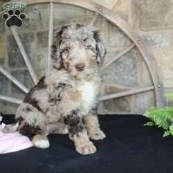 Jenny/Mini Labradoodle									Puppy/Female	/10 Weeks,Are you looking for a multigeneraltional Miniature Labradoodle puppy with a gorgeous colored hypoallergenic coat? This one-of-a-kind puppy is for you! Each puppy in this litter comes up to date on shots and dewormer and will be vet checked before going home. The mother is Jessica a 28lb 3rd Generation Miniature Labradoodle and the father is Trooper a 29lb Miniature Poodle! If you would like to learn more about our puppies contact Nancy today!