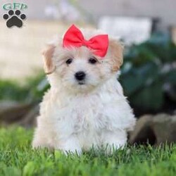 Lottie/Coton de Tulear Mix									Puppy/Female	/8 Weeks,Meet Lottie, a darling Coton-Poo puppy with an irresistible mix of fluff and fun! With her soft, cloud-like coat and sparkling eyes, she’s the kind of pup who turns heads wherever she goes. This little one’s personality is just as charming as her looks—full of playful energy, sweet affection, and just the right touch of mischief to keep you laughing.