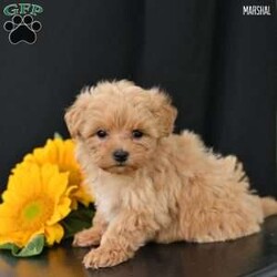 Marshal/Maltipoo									Puppy/Male	/May 11th, 2025,Our sweet Maltipoo puppies are looking for loving forever homes! These adorable little bundles of joy are a perfect mix of a 5-pound Toy Poodle mom and an 8-pound Maltese dad, giving them the best traits of both breeds—gentle, intelligent, and affectionate. They are family raised with lots of love and attention, making them well socialized and used to children and everyday household life.