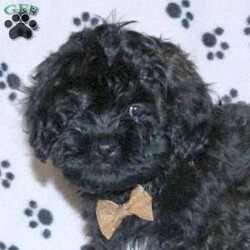 Prince/Shih-Poo									Puppy/Male	/12 Weeks,Prince is a precious Shih-Poo puppy available to a forever family! This sweet boy is so soft and snuggly! Prince will come home with a health guarantee provided by the breeders, plus has been seen by a vet and is up to date on shots and de-wormer. This cutie is being raised by a family with children. He is socialized and ready to make your acquaintance! Call Michael and Janita Zimmerman today for more information and to schedule your visit!
