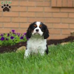 Nash/Cavalier King Charles Spaniel									Puppy/Male	/11 Weeks,Meet Nash, an absolutely stunning Cavalier with a heart full of charm! This little guy is truly one of a kind. With his soft coat, twinkling eyes, and irresistible puppy kisses, Nash is sure to win you over from the very first snuggle. He’s a big fan of tummy rubs, and will never turn down a good game of fetch. His playful ways are sure to bring a smile to your face. Raised with lots of love and care, Nash is well-socialized and ready to be your loyal sidekick wherever life takes you.