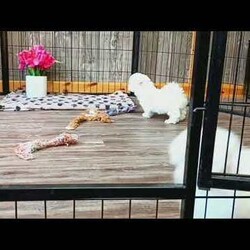 Charmin/Maltipoo									Puppy/Female	/8 Weeks,Check out this super cute Maltipoo puppy, Charmin! This sweetheart is vet checked and up to date on shots & wormer. She is registered, plus comes with a health guarantee provided by the breeder! Charmin is well socialized & currently being family raised with children! If you would like more information on this cutie, please contact Glenn & Miriam Fox today!