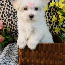 Charmin/Maltipoo									Puppy/Female	/8 Weeks,Check out this super cute Maltipoo puppy, Charmin! This sweetheart is vet checked and up to date on shots & wormer. She is registered, plus comes with a health guarantee provided by the breeder! Charmin is well socialized & currently being family raised with children! If you would like more information on this cutie, please contact Glenn & Miriam Fox today!