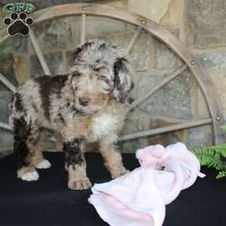 Jenny/Mini Labradoodle									Puppy/Female	/10 Weeks,Are you looking for a multigeneraltional Miniature Labradoodle puppy with a gorgeous colored hypoallergenic coat? This one-of-a-kind puppy is for you! Each puppy in this litter comes up to date on shots and dewormer and will be vet checked before going home. The mother is Jessica a 28lb 3rd Generation Miniature Labradoodle and the father is Trooper a 29lb Miniature Poodle! If you would like to learn more about our puppies contact Nancy today!