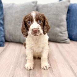 Moose/English Springer Spaniel									Puppy/Male	/7 Weeks,Meet Moose! This sweet and adorable English Springer Spaniel is looking for a forever family!