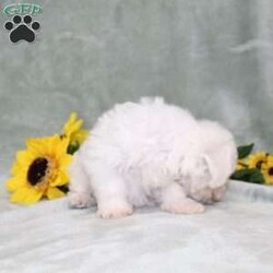 Pretty/Bichon Frise									Puppy/Female	/11 Weeks,Here comes a gorgeous AKC Bichon Frise puppy who is already started on potty training and crate training!  This pup will be small as an adult about 9-12lbs. This cutie is born to parents who are Genetically Tested for breed specific hereditary issues and their results show that this litter of puppies will not have any issues that will adversely affect their health. While other Bichons may suffer from health issues as they age, this pup has no predispositions to breed specific health concerns!  Each pup in this litter is up to date on shots and dewormer and vet checked and well socialized with children, teens, adults, and other puppies! We offer the option for  a 1 Year Genetic Health Guarantee! This puppy can have AKC papers and be microchipped for an extra fee!