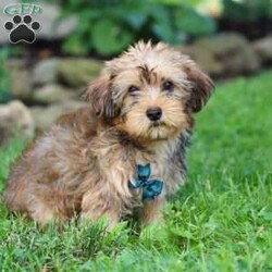Alex/Morkie / Yorktese									Puppy/Male	/12 Weeks,Meet Alex, a spunky little Morkie with a heart full of curiosity and courage! Always up for an adventure, he loves exploring new places, sniffing out fun, and chasing his favorite toys with endless energy. His playful personality shines through in everything he does, and his loyal nature makes him as devoted as he is adorable. With a dash of mischief and a whole lot of love, he is the perfect blend of sweet and spunky!