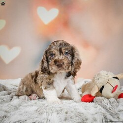 Coco/Cocker Spaniel									Puppy/Female	/7 Weeks,Meet Coco, a fun loving, playful puppy that will be sure to brighten your day! Call or text to meet her.