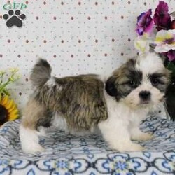 Blackberry/Shih Tzu									Puppy/Male	/9 Weeks,Meet Blackberry! This adorable Shih Tzu puppy is vet checked and up to date on shots & wormer. Blackberry is registered, plus comes with a health guarantee provided by the breeder! Blackberry is well socialized & currently being family raised with children! If you would like more information on this sweetheart, please contact Glenn & Miriam Fox today!