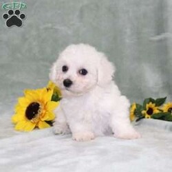 Pretty/Bichon Frise									Puppy/Female	/11 Weeks,Here comes a gorgeous AKC Bichon Frise puppy who is already started on potty training and crate training!  This pup will be small as an adult about 9-12lbs. This cutie is born to parents who are Genetically Tested for breed specific hereditary issues and their results show that this litter of puppies will not have any issues that will adversely affect their health. While other Bichons may suffer from health issues as they age, this pup has no predispositions to breed specific health concerns!  Each pup in this litter is up to date on shots and dewormer and vet checked and well socialized with children, teens, adults, and other puppies! We offer the option for  a 1 Year Genetic Health Guarantee! This puppy can have AKC papers and be microchipped for an extra fee!