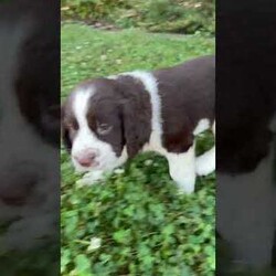 Susie/English Springer Spaniel									Puppy/Female	/6 Weeks,Meet Susie! This sweet and adorable English Springer Spaniel is looking for a forever family!
