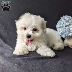 Duke/Maltese									Puppy/Male	/9 Weeks,Meet Duke ! A very soft and cuddly Maltese with a very sweet personality and heart full of love! Duke loves playtime an is well socialized!  Duke is micro-chipped ,vet checked an up to date on he’s shots and dewormer! To find out more about this sweetheart call Katie today! 