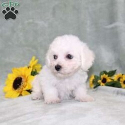 Pretty/Bichon Frise									Puppy/Female	/11 Weeks,Here comes a gorgeous AKC Bichon Frise puppy who is already started on potty training and crate training!  This pup will be small as an adult about 9-12lbs. This cutie is born to parents who are Genetically Tested for breed specific hereditary issues and their results show that this litter of puppies will not have any issues that will adversely affect their health. While other Bichons may suffer from health issues as they age, this pup has no predispositions to breed specific health concerns!  Each pup in this litter is up to date on shots and dewormer and vet checked and well socialized with children, teens, adults, and other puppies! We offer the option for  a 1 Year Genetic Health Guarantee! This puppy can have AKC papers and be microchipped for an extra fee!