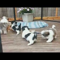 Blackberry/Shih Tzu									Puppy/Male	/9 Weeks,Meet Blackberry! This adorable Shih Tzu puppy is vet checked and up to date on shots & wormer. Blackberry is registered, plus comes with a health guarantee provided by the breeder! Blackberry is well socialized & currently being family raised with children! If you would like more information on this sweetheart, please contact Glenn & Miriam Fox today!