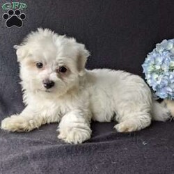 Duke/Maltese									Puppy/Male	/9 Weeks,Meet Duke ! A very soft and cuddly Maltese with a very sweet personality and heart full of love! Duke loves playtime an is well socialized!  Duke is micro-chipped ,vet checked an up to date on he’s shots and dewormer! To find out more about this sweetheart call Katie today! 