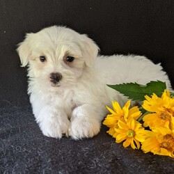 Kip/Maltese									Puppy/Male	/9 Weeks,Meet Kip! A very soft and cuddly Maltese with a very sweet personality and heart full of love! Kip loves playtime an is well socialized!  Kip is micro-chipped ,vet checked an up to date on he’s shots and dewormer! To find out more about this sweetheart call Katie today! 