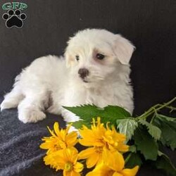 Kip/Maltese									Puppy/Male	/9 Weeks,Meet Kip! A very soft and cuddly Maltese with a very sweet personality and heart full of love! Kip loves playtime an is well socialized!  Kip is micro-chipped ,vet checked an up to date on he’s shots and dewormer! To find out more about this sweetheart call Katie today! 
