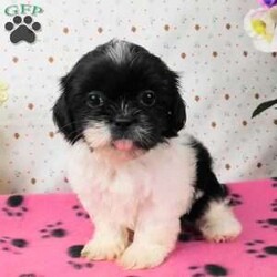 Buttons/Shih Tzu									Puppy/Female	/9 Weeks,Meet Buttons! This adorable Shih Tzu puppy is vet checked and up to date on shots & wormer. Buttons is registered, plus comes with a health guarantee provided by the breeder! Buttons is well socialized & currently being family raised with children! If you would like more information on this sweetheart, please contact Glenn & Miriam Fox today!