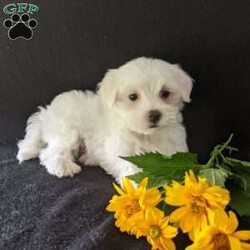 Kip/Maltese									Puppy/Male	/9 Weeks,Meet Kip! A very soft and cuddly Maltese with a very sweet personality and heart full of love! Kip loves playtime an is well socialized!  Kip is micro-chipped ,vet checked an up to date on he’s shots and dewormer! To find out more about this sweetheart call Katie today! 