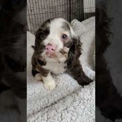 Coco/Cocker Spaniel									Puppy/Female	/7 Weeks,Meet Coco, a fun loving, playful puppy that will be sure to brighten your day! Call or text to meet her.