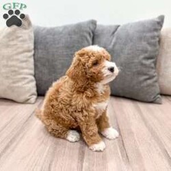 Frankie/Mini Labradoodle									Puppy/Male	/7 Weeks,Meet Frankie! This sweet and adorable F1BB Mini Labradoodle is looking for a forever family!