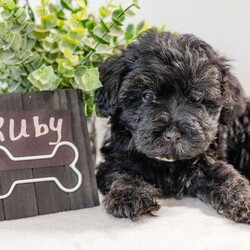 Ruby/Havapoo									Puppy/Female	/12 Weeks,These adorable Havapoo puppies will make a great addition to your family! They are a wonder, ful lap dog and excellent play mate for kids! These puppies all have their unique personalities and energy levels so come visit them to see which would be the best fit for your family! These puppies are ready to go to their new homes today!