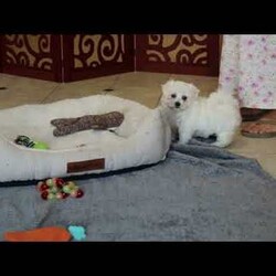 Dakota/Maltese									Puppy/Male	/8 Weeks,Meet Dakota, a socialized Maltese puppy that is super sweet! This cute and cuddly boy is vet checked and up to date on shots & wormer plus the breeder provides a 1-year genetic health guarantee for him. And, Dakota can be registered with the ACA. To learn more about this very lovable pooch, call the breeder today!