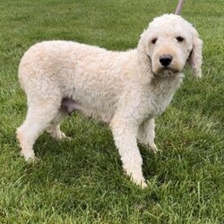 Frankie/Mini Labradoodle									Puppy/Male	/7 Weeks,Meet Frankie! This sweet and adorable F1BB Mini Labradoodle is looking for a forever family!