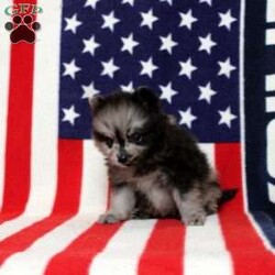 Xaiver/Pomeranian									Puppy/Male	/13 Weeks,This baby boy is ready to find his forever home! He is expected to be around 7-9 lb full grown. He is being family raised with children and is very well socialized. He is up to date on all vaccines and preventive deworming. We encourage you to come meet him in person, however if you are out of the area, we offer facetime calls! If you have any questions or would like to make a deposit to place him on hold, give us a call/text or send us a message. All of our puppies go home with their proper paperwork, a 2 year genetic health guarantee, 30 free trail of Trupanion Pet Insurance, pre-paid registration that is emailed to you once you bring your puppy home, a pre-paid online K9 Master Class and microchipped. Each of our puppies also go home with some food to transition on, NuVet & treats. We do accept Venmo & PayPal. license#4240
