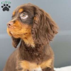 Parker/Cavalier King Charles Spaniel									Puppy/Male	/18 Weeks, Born to Cherie and Crème Brûlée, Parker is a sweet and affectionate Cavalier boy with a calm, loving spirit. Whether he’s curled up in your lap or following you around the house, Parker is all about companionship and connection. He’s ready to grow into someone’s loyal lifelong friend.