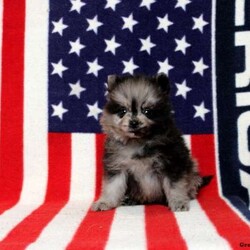 Xaiver/Pomeranian									Puppy/Male	/13 Weeks,This baby boy is ready to find his forever home! He is expected to be around 7-9 lb full grown. He is being family raised with children and is very well socialized. He is up to date on all vaccines and preventive deworming. We encourage you to come meet him in person, however if you are out of the area, we offer facetime calls! If you have any questions or would like to make a deposit to place him on hold, give us a call/text or send us a message. All of our puppies go home with their proper paperwork, a 2 year genetic health guarantee, 30 free trail of Trupanion Pet Insurance, pre-paid registration that is emailed to you once you bring your puppy home, a pre-paid online K9 Master Class and microchipped. Each of our puppies also go home with some food to transition on, NuVet & treats. We do accept Venmo & PayPal. license#4240