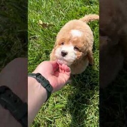 Frankie/Mini Labradoodle									Puppy/Male	/7 Weeks,Meet Frankie! This sweet and adorable F1BB Mini Labradoodle is looking for a forever family!