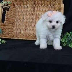 Nora (Tiny)/Bichon Frise									Puppy/Female	/9 Weeks,Meet Nora, our precious Bichon Frise puppy with a snow-white, cloud-soft coat that’s as cuddly as it looks. At first, Nora is a bit shy—she watches the world with wide, curious eyes, taking her time to feel safe. But once she knows you, her timid nature melts away, revealing an overwhelming and heart-melting love. She’ll follow you from room to room, eager for snuggles, gentle affection, and cozy lap time. Nora isn’t just adorable—she’s a loyal little companion who blossoms into a devoted best friend. Her gentle spirit and loving heart make every moment with her truly special.