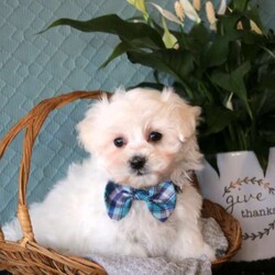 Dakota/Maltese									Puppy/Male	/8 Weeks,Meet Dakota, a socialized Maltese puppy that is super sweet! This cute and cuddly boy is vet checked and up to date on shots & wormer plus the breeder provides a 1-year genetic health guarantee for him. And, Dakota can be registered with the ACA. To learn more about this very lovable pooch, call the breeder today!