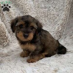 Kira/Yorkie Poo									Puppy/Female	/9 Weeks,The puppy weighed 3 pounds at 7 weeks old… they are born and raised in the house with 3 little children. The puppies are great with children and will make a great addition to your family! To schedule an appointment to come meet the puppy, call or text Lovina today…