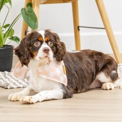 Parker/Cavalier King Charles Spaniel									Puppy/Male	/18 Weeks, Born to Cherie and Crème Brûlée, Parker is a sweet and affectionate Cavalier boy with a calm, loving spirit. Whether he’s curled up in your lap or following you around the house, Parker is all about companionship and connection. He’s ready to grow into someone’s loyal lifelong friend.