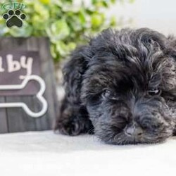 Ruby/Havapoo									Puppy/Female	/12 Weeks,These adorable Havapoo puppies will make a great addition to your family! They are a wonder, ful lap dog and excellent play mate for kids! These puppies all have their unique personalities and energy levels so come visit them to see which would be the best fit for your family! These puppies are ready to go to their new homes today!
