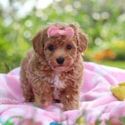 Tabby/Havapoo									Puppy/Female	/7 Weeks,Hi there! I’m Tabby, an irresistibly sweet Havapoo puppy ready to bring love, snuggles, and joy into your life. I’m a cuddle expert who loves giving kisses, chasing toys, and curling up in cozy spots for nap time. My gentle nature and happy personality make me the perfect addition to any home—and I can’t wait to find my forever family to share all my affection with!