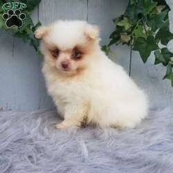 Brody/Pomeranian									Puppy/Male	/8 Weeks,Brody is a sweet pomeranian puppy with a gentle disposition. This cutie is well socialized and will be so happy to meet you! Brody has been vet checked and is up-to-date on shots and deworming. He will make a great addition to your family. For more information or to schedule a visit please feel free to contact us. 
