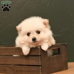 Mario/Pomeranian									Puppy/Male	/7 Weeks,To contact the breeder about this puppy, click on the “View Breeder Info” tab above.