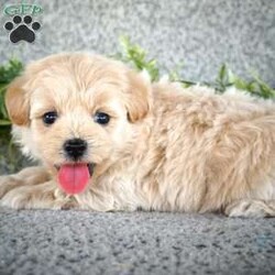 Spike/Maltipoo									Puppy/Male	/9 Weeks,Meet Spike! He is an adorable, sweet Maltipoo pup. He has been well loved on by the kids, and is ready to find his forever family. He is ICA registered. He is up to date on shot and wormer, and is vet checked. These little bundles of fun are known for being smart, loving, and great family pets and companions. Call Samuel Yoder today to make this pup yours! 