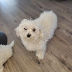 Krypto/Maltese									Puppy/Male	/10 Weeks,These adorable little fluffballs have been raised with our family spoiled with love and are already used to cuddles and playtime with kids. They’re super friendly have the sweetest temperament and are looking for homes where they’ll be treated like family. He was born on 06/03/2025.  He is very active and playful so it is hard to capture good pictures.  Both parents are pure Maltese (small white loving temperament). Hypoallergenic & non-shedding. Raised in a loving home environment (NOT a kennel). Socialized with kids making them perfect family pets.  Father is about 7-8lbs and Mother is about the same.  He is very playful with his parents.  We are teaching him how to potty train by going on the pads but not fully trained yet. 