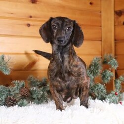 Chai/Dachshund Mix									Puppy/Female	/7 Weeks,Meet our adorable little Doxie-poo, Chai — a perfect blend of sweet charm and playful spunk! This darling pup is as cuddly as they come, with a fun-loving personality that will keep you smiling all day long. They love to play with toys, explore new places, and snuggle up close when it’s time to relax. With their intelligent, affectionate nature, they’re quick to bond with their people and will happily follow you wherever you go.