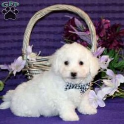 Hendrik/Bichon Frise									Puppy/Male	/10 Weeks,Say hello to Hendrik, a precious Bichon Frise puppy with a petite frame and an extra dose of cuteness! He’s been socialized and is as sweet and adorable as they come. Hendrik is vet checked and up to date on vaccinations and dewormer. He also comes microchipped and with a 1-year genetic health guarantee from the breeder. Plus, he can be registered with the ACA.