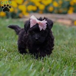 Allie/Yorkie Poo									Puppy/Female	/7 Weeks,Meet Allie– a tiny bundle of love who’s ready to steal your heart with her soulful puppy eyes and affectionate personality. This adorable little Yorkiepoo is family raised, well socialized, and played with daily, making her as friendly as she is adorable. Allie thrives on attention and never turns down a cuddle or a belly rub.